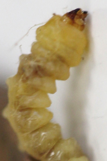 Dectes stem borer close ups 2 CD.jpg.png
